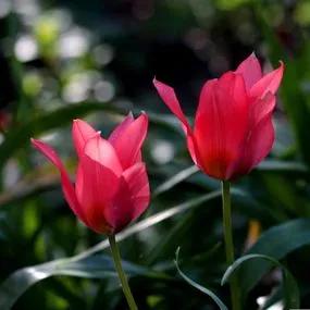 Collection of Mixed Dwarf Tulip Bulbs (Mix of Kaufmanniana & Greigii ) 2